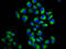 Leucine-rich repeats and immunoglobulin-like domains protein 2 antibody, LS-C680790, Lifespan Biosciences, Immunofluorescence image 