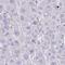Nudix Hydrolase 11 antibody, HPA047027, Atlas Antibodies, Immunohistochemistry frozen image 