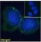 BLNK antibody, PA1-9019, Invitrogen Antibodies, Immunofluorescence image 