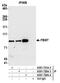 F-box/WD repeat-containing protein 7 antibody, A301-720A, Bethyl Labs, Immunoprecipitation image 