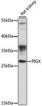 Phosphatidylinositol Glycan Anchor Biosynthesis Class X antibody, LS-C750433, Lifespan Biosciences, Western Blot image 