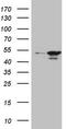 High mobility group protein 20A antibody, TA807000, Origene, Western Blot image 