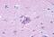 Neuropeptide Y Receptor Y5 antibody, MBS244001, MyBioSource, Immunohistochemistry paraffin image 
