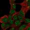 Stabilizer Of Axonemal Microtubules 2 antibody, NBP1-90520, Novus Biologicals, Immunofluorescence image 