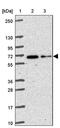 KIAA2013 antibody, PA5-62664, Invitrogen Antibodies, Western Blot image 