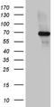 Far upstream element-binding protein 3 antibody, CF812222, Origene, Western Blot image 