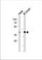 CREB2 antibody, TA324608, Origene, Western Blot image 