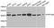 NIPP1 antibody, orb247579, Biorbyt, Western Blot image 