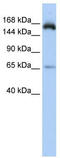 Regulation Of Nuclear Pre-MRNA Domain Containing 2 antibody, TA333836, Origene, Western Blot image 