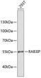 RAB3A Interacting Protein antibody, 14-538, ProSci, Western Blot image 