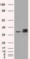 Nucleoredoxin Like 2 antibody, TA501259, Origene, Western Blot image 