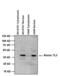 Ataxin 7 Like 3 antibody, MA3-084, Invitrogen Antibodies, Western Blot image 