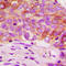 Mechanistic Target Of Rapamycin Kinase antibody, abx133144, Abbexa, Western Blot image 