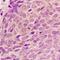 Ribosomal Protein L12 antibody, orb315691, Biorbyt, Immunohistochemistry paraffin image 