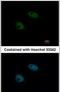 SNW Domain Containing 1 antibody, PA5-29070, Invitrogen Antibodies, Immunofluorescence image 