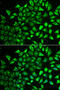 Multimerin 1 antibody, 22-384, ProSci, Immunofluorescence image 