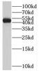 Ccn3 antibody, FNab05801, FineTest, Western Blot image 