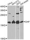 Death Associated Protein antibody, A6150, ABclonal Technology, Western Blot image 