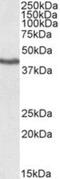Kruppel Like Factor 3 antibody, NB100-1018, Novus Biologicals, Western Blot image 