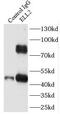 RNA polymerase II elongation factor ELL2 antibody, FNab02741, FineTest, Immunoprecipitation image 