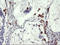Serine Dehydratase antibody, LS-C173568, Lifespan Biosciences, Immunohistochemistry frozen image 