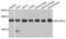 NADH:Ubiquinone Oxidoreductase Subunit B10 antibody, A3982, ABclonal Technology, Western Blot image 