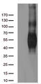 B7 antibody, TA812244, Origene, Western Blot image 