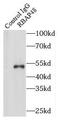 Histone-binding protein RBBP4 antibody, FNab07149, FineTest, Immunoprecipitation image 