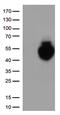 PD-L1 antibody, TA812997S, Origene, Western Blot image 