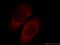 APOL1 antibody, 11486-2-AP, Proteintech Group, Immunofluorescence image 
