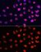 Histone Cluster 3 H3 antibody, GTX55660, GeneTex, Immunofluorescence image 