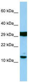 H2A Histone Family Member J antibody, TA334309, Origene, Western Blot image 