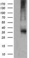 CD1c Molecule antibody, CF505386, Origene, Western Blot image 