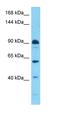 PH3 antibody, orb331498, Biorbyt, Western Blot image 