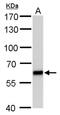 Poly(U)-binding-splicing factor PUF60 antibody, MA5-27822, Invitrogen Antibodies, Western Blot image 