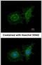 SH3 Domain Binding Protein 1 antibody, PA5-21851, Invitrogen Antibodies, Immunofluorescence image 