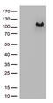 Rho Guanine Nucleotide Exchange Factor 4 antibody, TA812762S, Origene, Western Blot image 