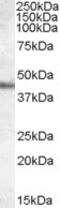 TBC1 Domain Family Member 4 antibody, 45-298, ProSci, Enzyme Linked Immunosorbent Assay image 