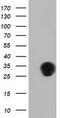 Quinolinate Phosphoribosyltransferase antibody, TA501519, Origene, Western Blot image 