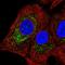 Gamma-Glutamyltransferase 1 antibody, HPA065444, Atlas Antibodies, Immunofluorescence image 