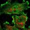 Rho GTPase Activating Protein 23 antibody, PA5-54088, Invitrogen Antibodies, Immunofluorescence image 
