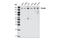 Drosha Ribonuclease III antibody, 3410S, Cell Signaling Technology, Western Blot image 
