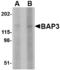 BAI1-associated protein 3 antibody, TA306542, Origene, Western Blot image 