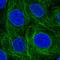 SH2 Domain Containing 3A antibody, HPA064382, Atlas Antibodies, Immunofluorescence image 