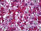 Synaptotagmin 1 antibody, 51-812, ProSci, Immunohistochemistry paraffin image 