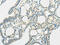 Solute Carrier Family 7 Member 11 antibody, CSB-PA145393, Cusabio, Immunohistochemistry frozen image 