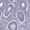 EP400 N-terminal-like protein antibody, HPA068417, Atlas Antibodies, Immunohistochemistry frozen image 