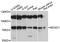 Monooxygenase DBH Like 1 antibody, LS-C746838, Lifespan Biosciences, Western Blot image 