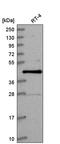 Cyclin-D1-binding protein 1 antibody, HPA041065, Atlas Antibodies, Western Blot image 