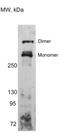 Golgin subfamily B member 1 antibody, NBP2-22321, Novus Biologicals, Western Blot image 